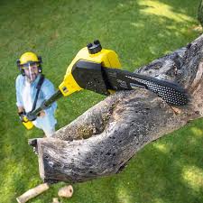 Reliable Rockville, IN Tree Care Solutions