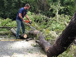 Best Tree Preservation Services  in Rockville, IN