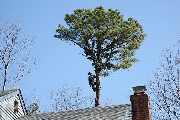 How Our Tree Care Process Works  in  Rockville, IN